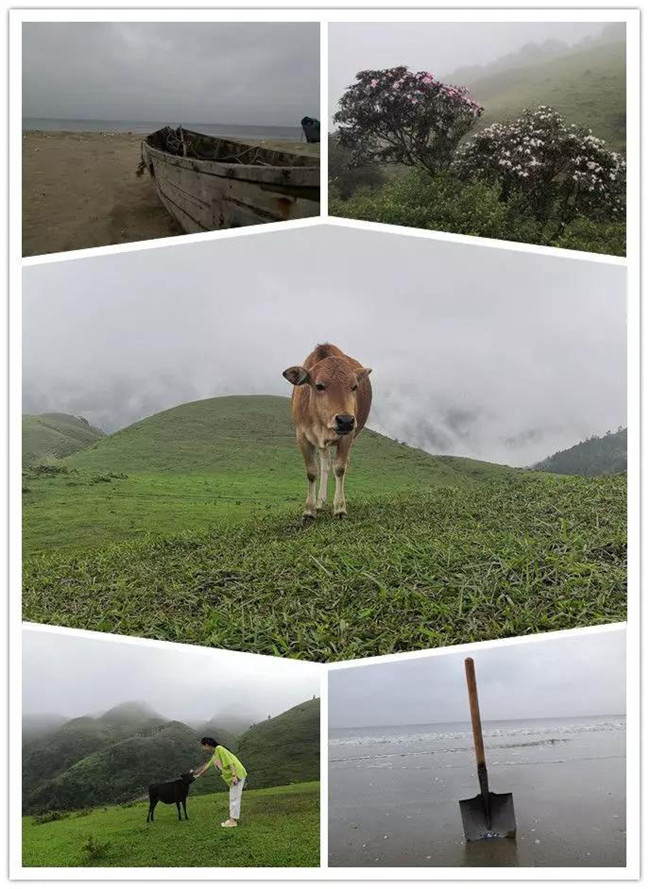5月1日，陽西藍袍藍看海，陽春雞籠頂?shù)巧劫p高山杜鵑