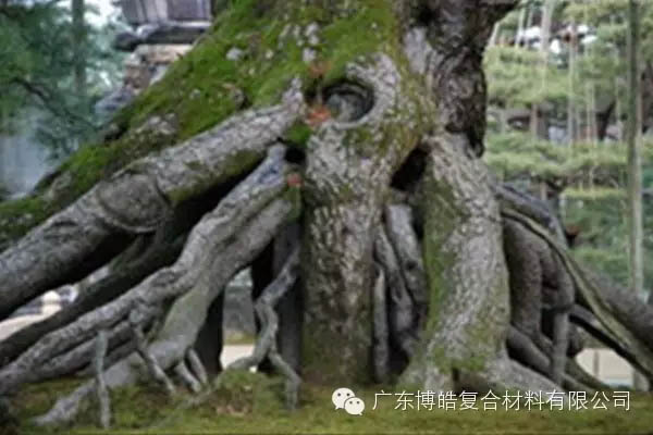 【博皓感悟】欲為大樹，莫與草爭(zhēng)-5